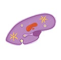 Structure of Paramecium